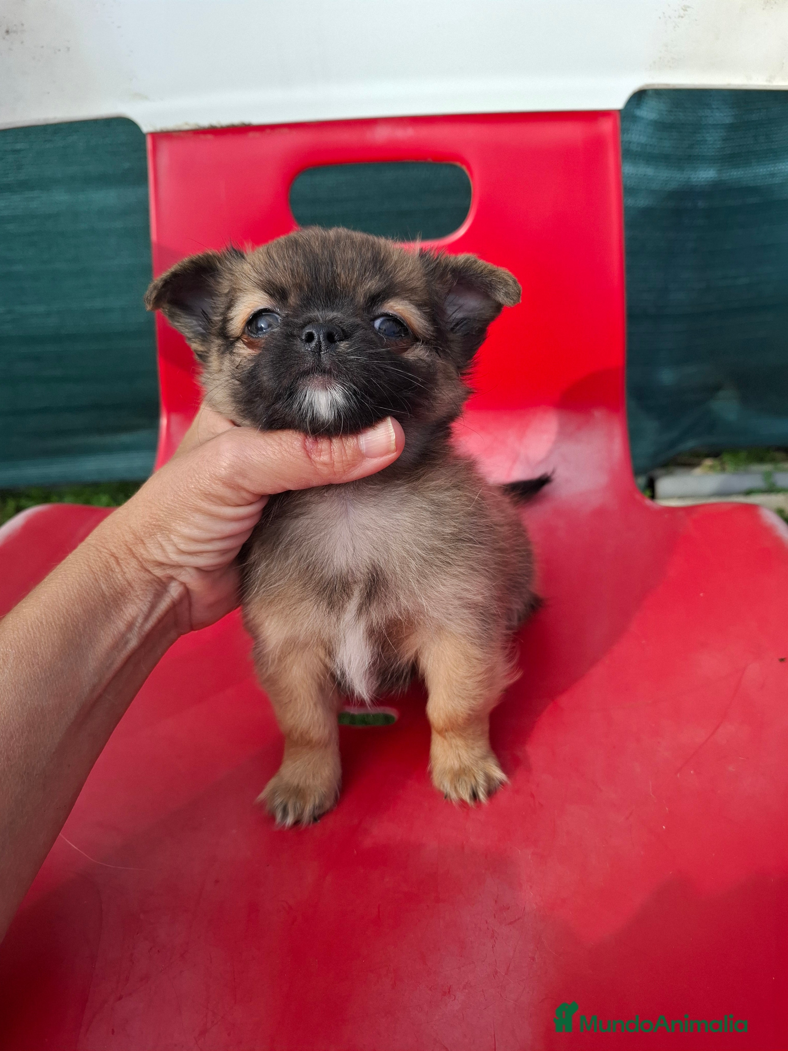 Chihuahua perros Último chihuahua de pelo largi - Anuncio 31
