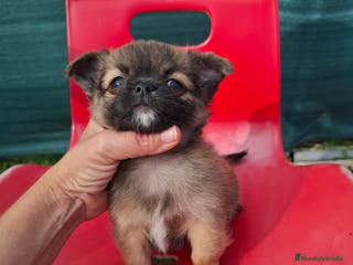 Chihuahua perros Último chihuahua de pelo largi - Anuncio 10