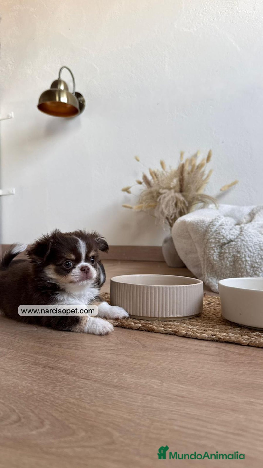 Chihuahua perros en venta: CHIHUAHUA PELO LARGO LINEA RUSA - Anuncio 5