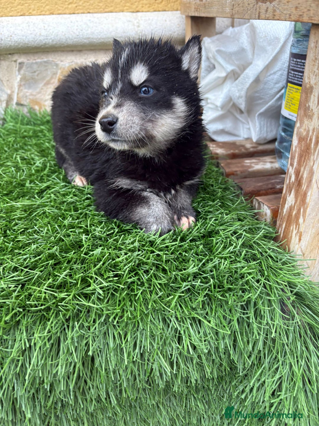 Husky Siberiano perros en venta: Cachorro de Husky Siberiano macho  - Anuncio 14