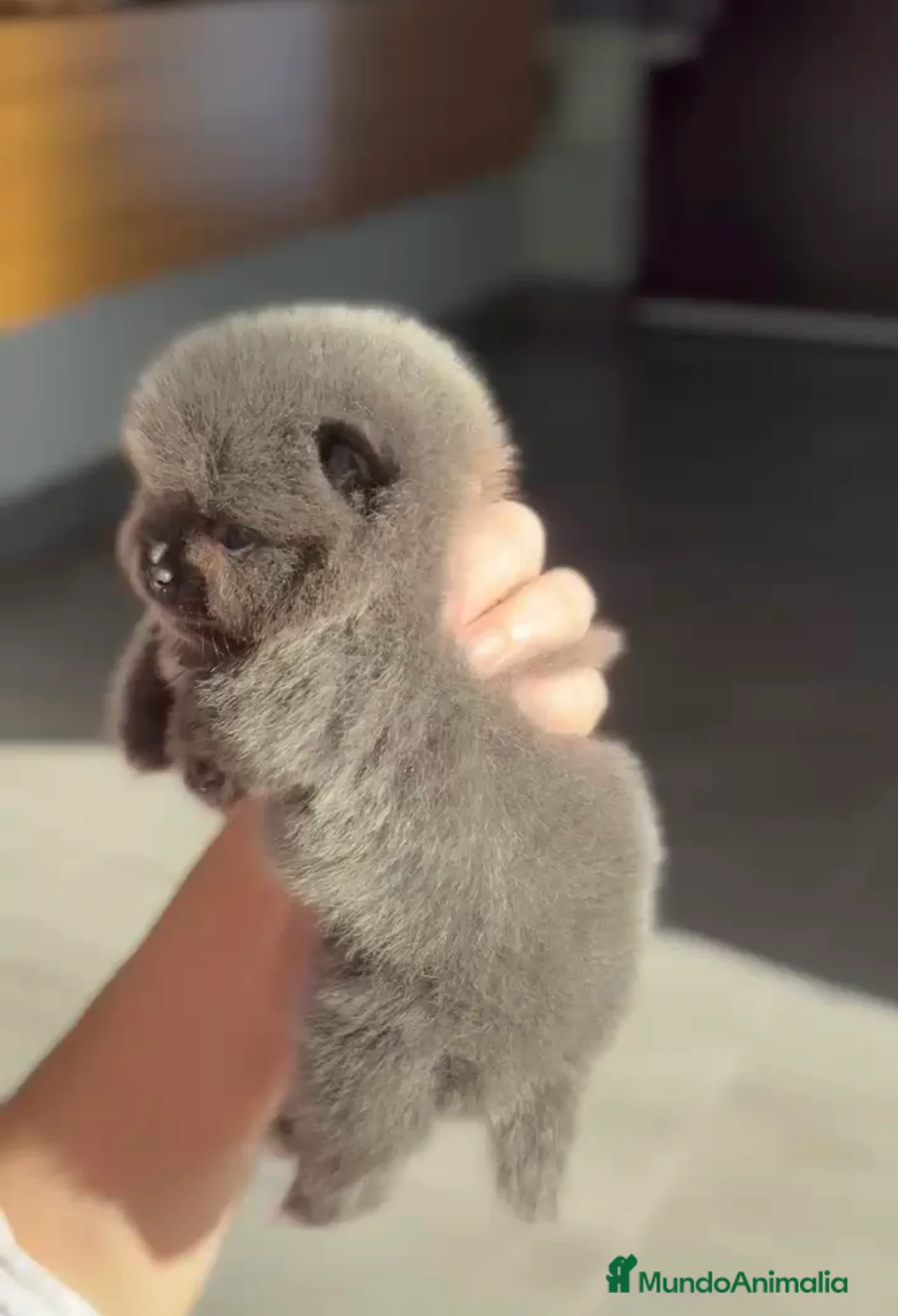 Pomerania perros en venta: Lulú de pomerania colores exoticos  - Anuncio 4