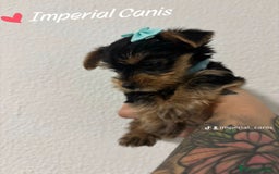 Yorkshire Terrier perros en venta: YORKSHIRE ♀️ - Imagen 2