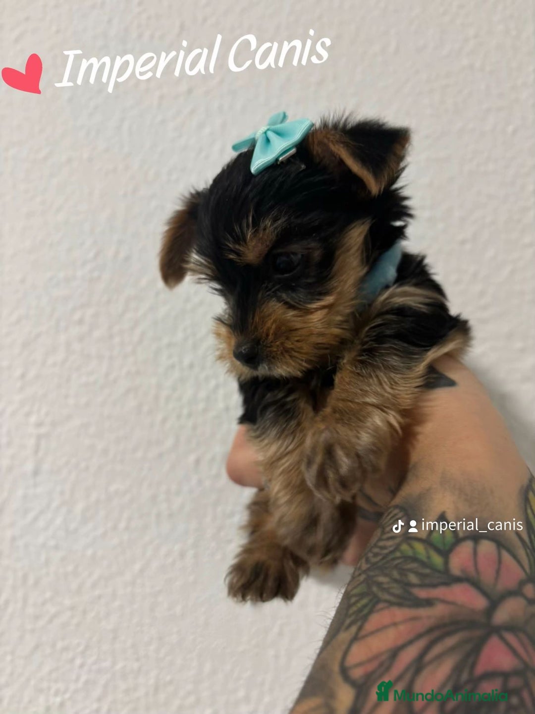 Yorkshire Terrier perros en venta: YORKSHIRE ♀️ - Imagen 2