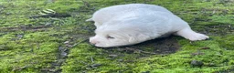 Mastín Español perros en venta: MASTINES  - Anuncio 3