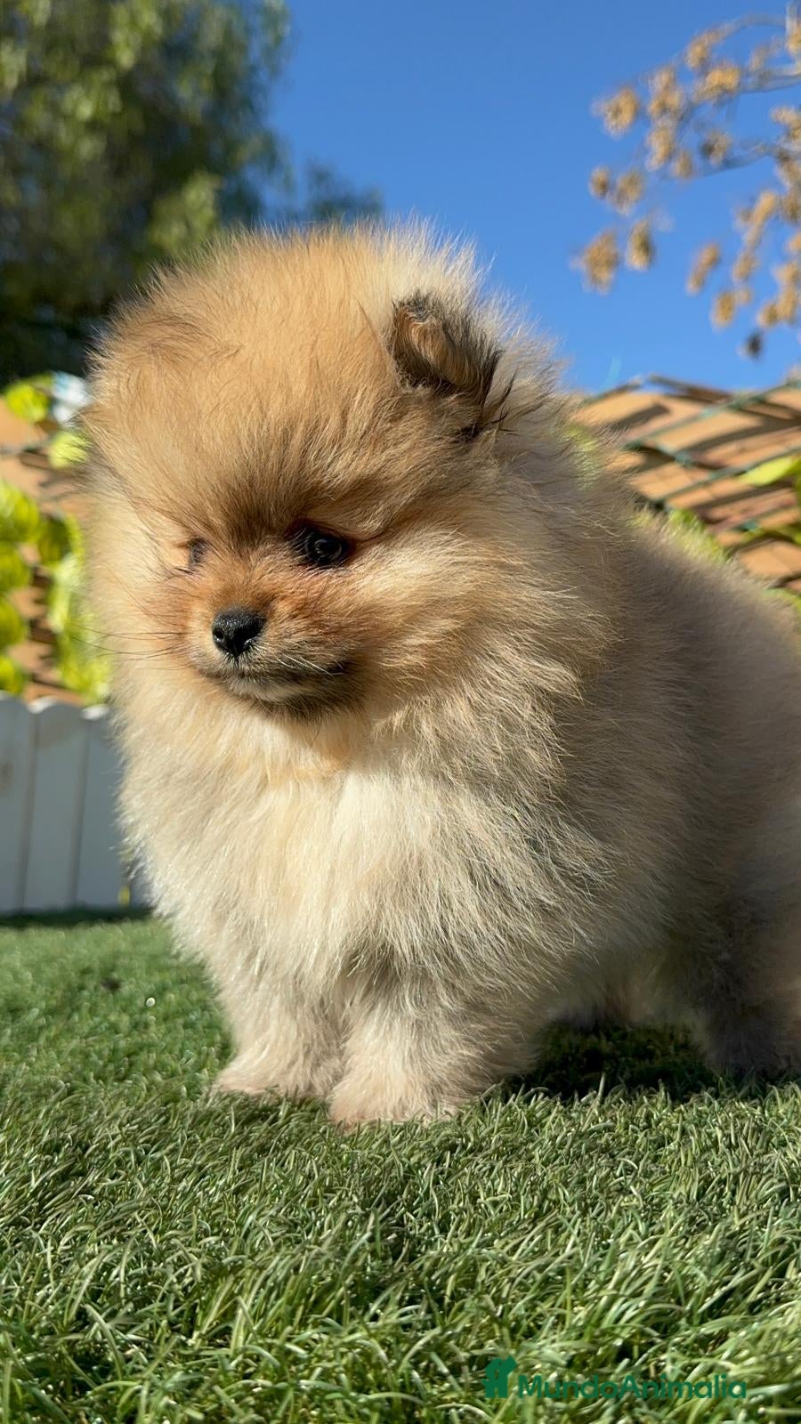Pomerania perros POMERANIA CARA DE OSITO - Anuncio 4
