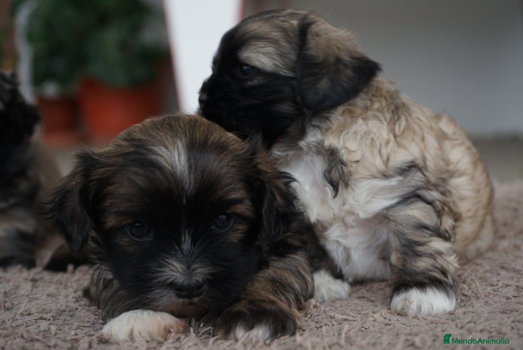 Maltipoo perros en venta: 🐾 Maxi y Boom – Maltipoo en sus primeros días 🌼 - Imagen 7