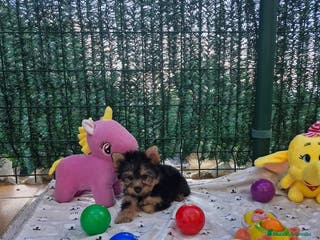 Yorkshire Terrier perros Yorkshire terrier - Anuncio 16
