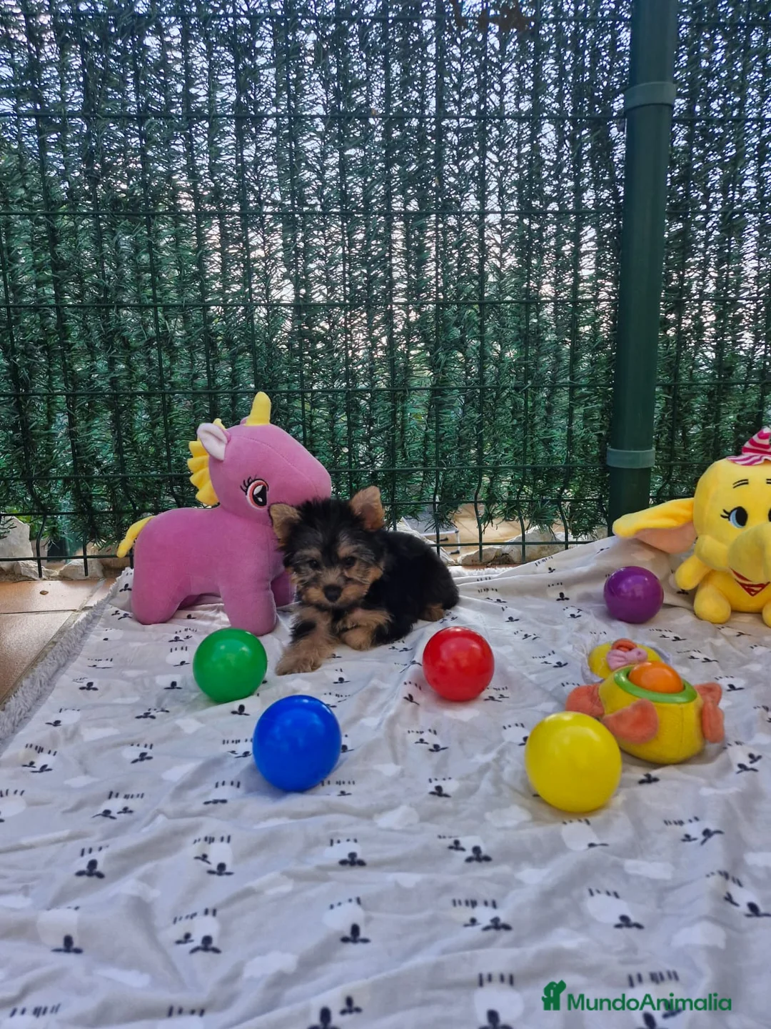 Yorkshire Terrier perros en venta: Yorkshire terrier  - Anuncio 1