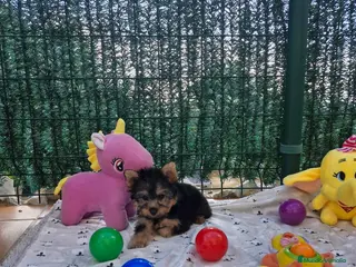 Yorkshire Terrier perros Yorkshire terrier - Anuncio 16