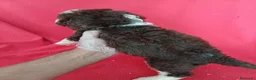 Perro de Agua Español perros en venta: Perro de Agua Español Bicolor  - Anuncio 3