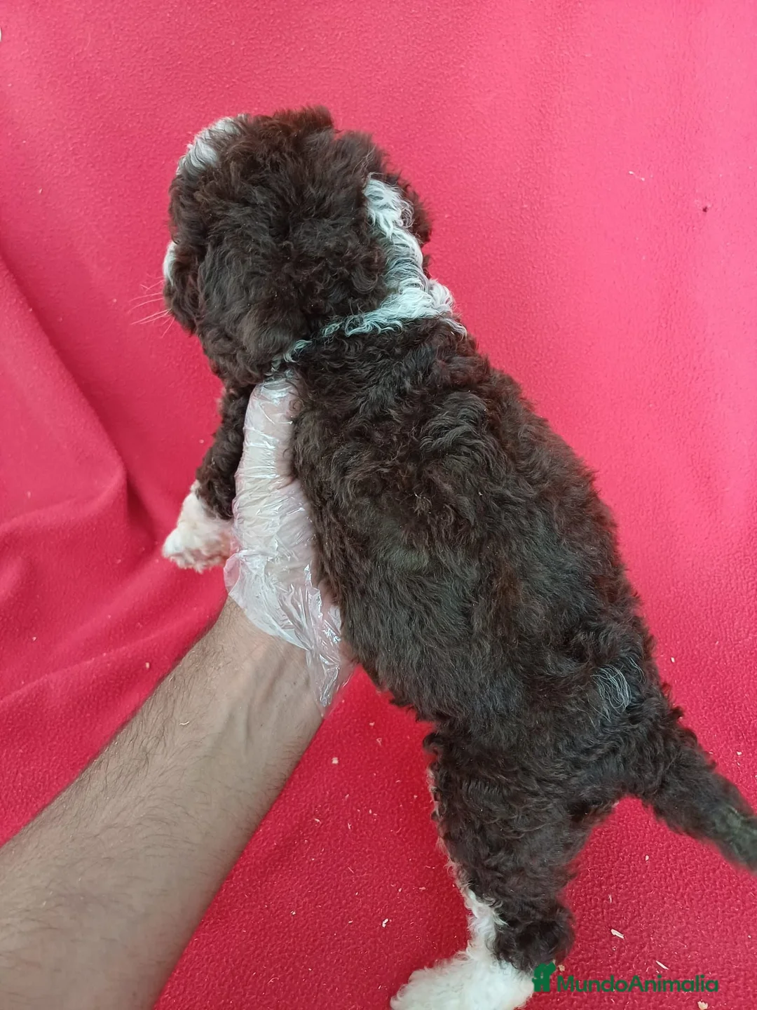 Perro de Agua Español perros en venta: Perro de Agua Español Bicolor  - Anuncio 3