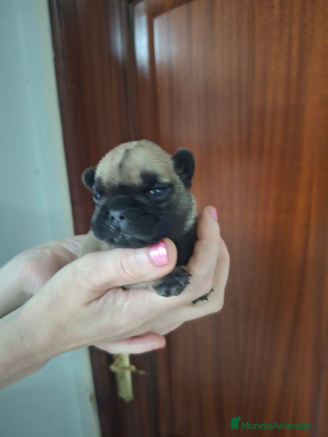 Bulldog Francés perros en venta: Bulldog frances fawn - Imagen 8
