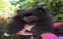 Pomerania perros en venta: Camada de pomerania - Imagen 2