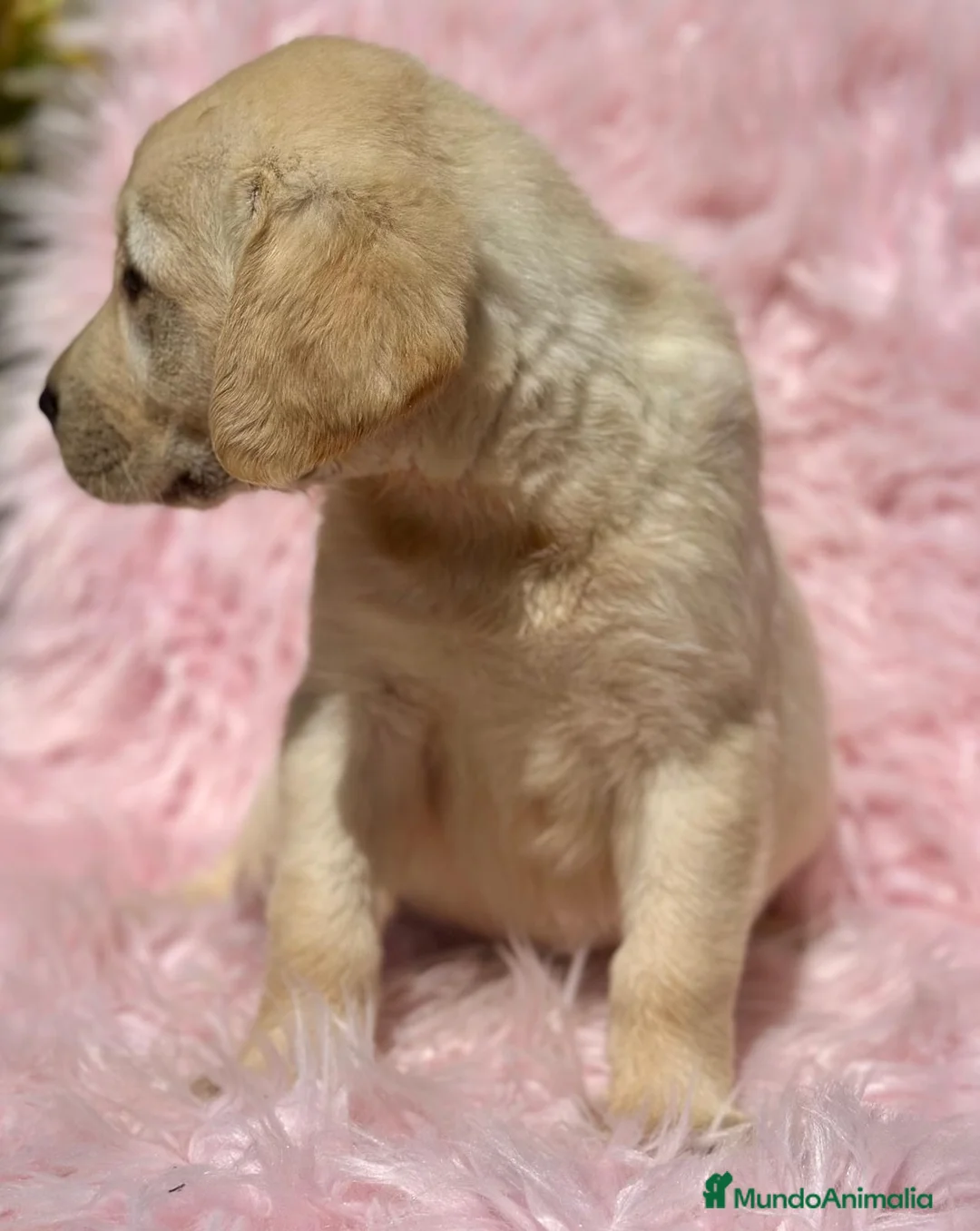 Labrador Retriever perros en venta: IMPRESIONANTE LABRADOR AMARILLO MACHO Y HEMBRA - Anuncio 4