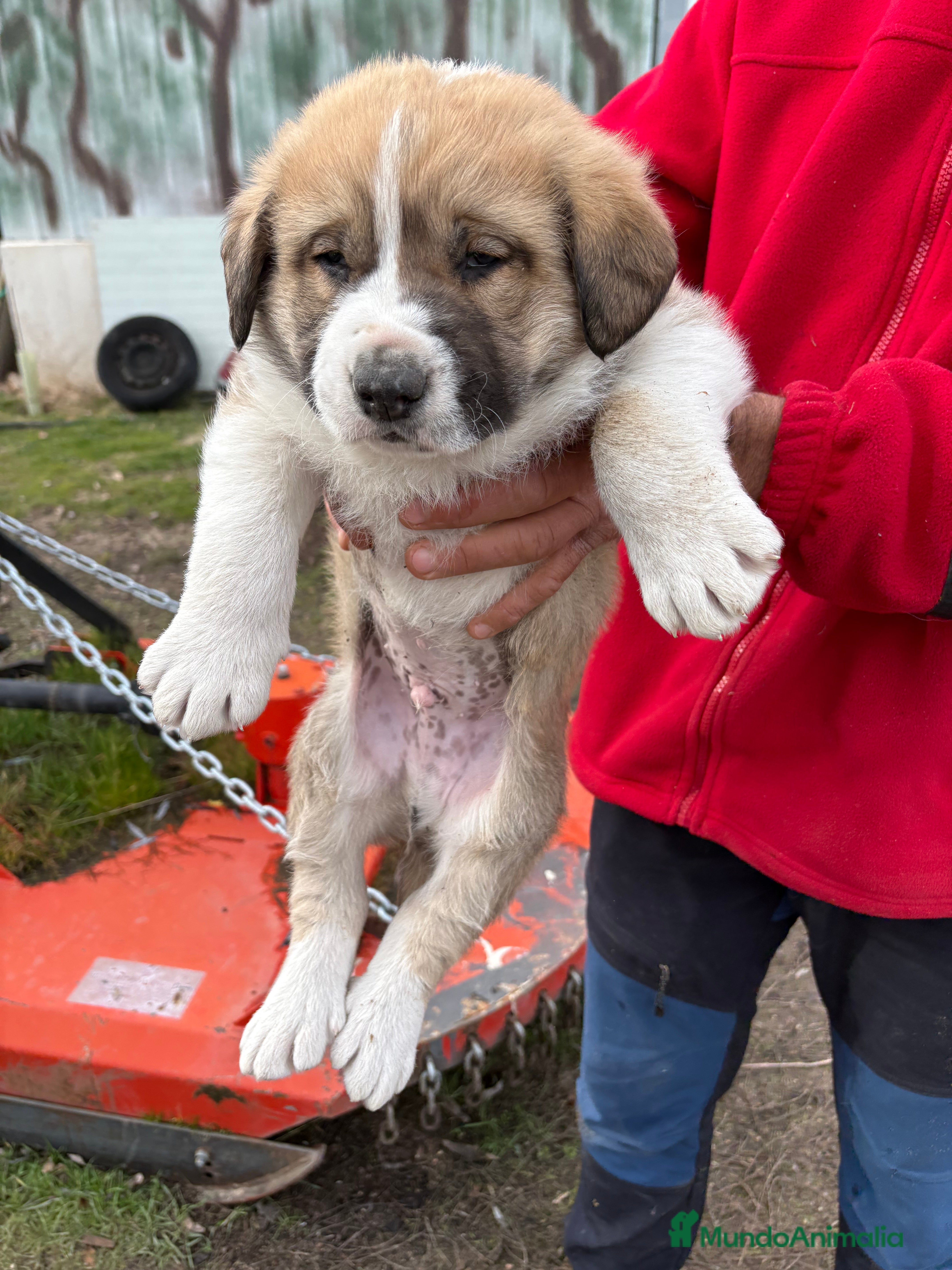 Mastín Español perros Mastín Español cachorro macho  - Anuncio 1