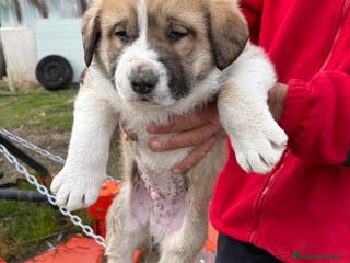 Mastín Español perros Mastín Español cachorro macho - Anuncio 11