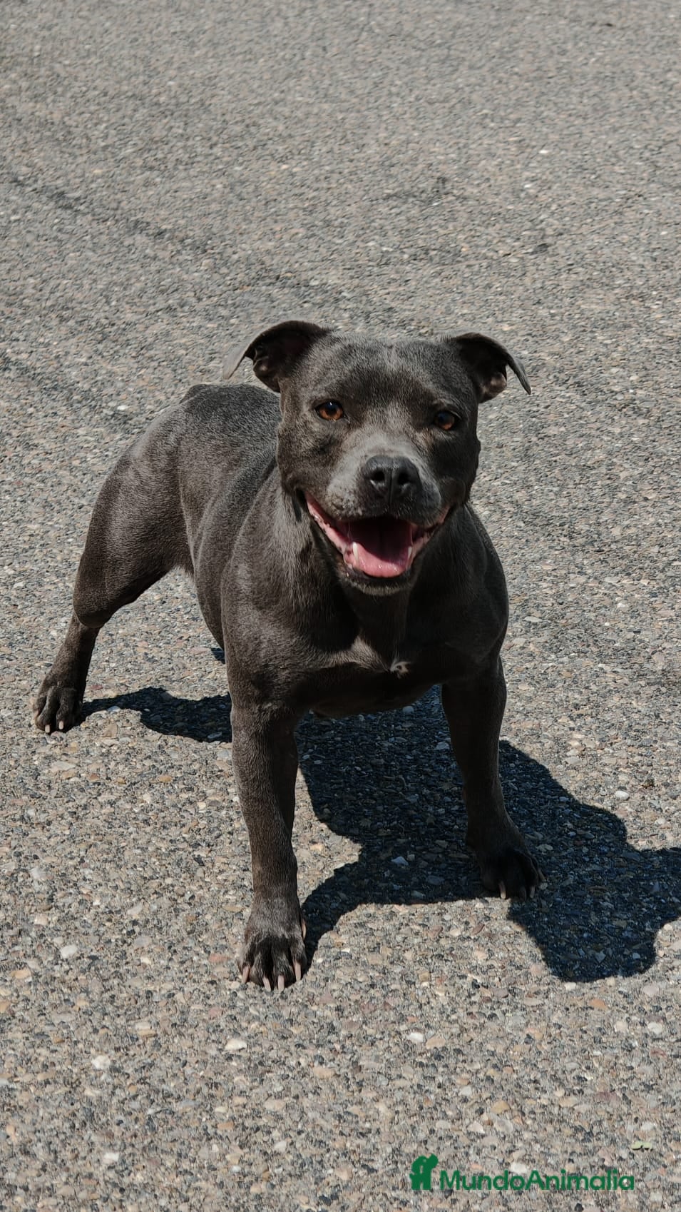 Staffordshire Bull Terrier perros Staffordshire Bull Terrier - Anuncio 2