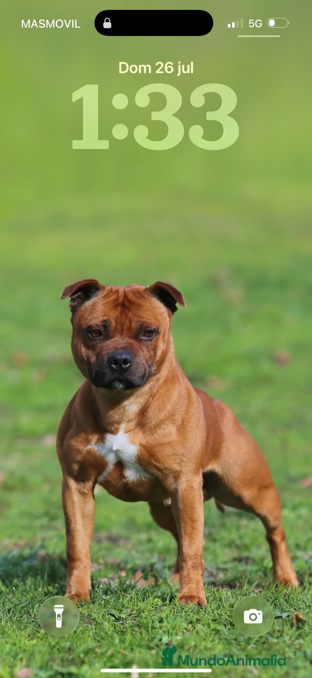 Staffordshire Bull Terrier perros en venta: Staffordshire Bull terrier  - Anuncio 2