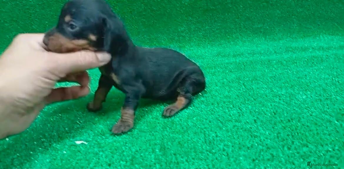 Teckel Miniatura perros Teckel - Anuncio 1