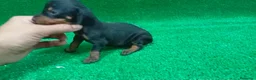 Teckel Miniatura perros en venta: Teckel - Anuncio 1