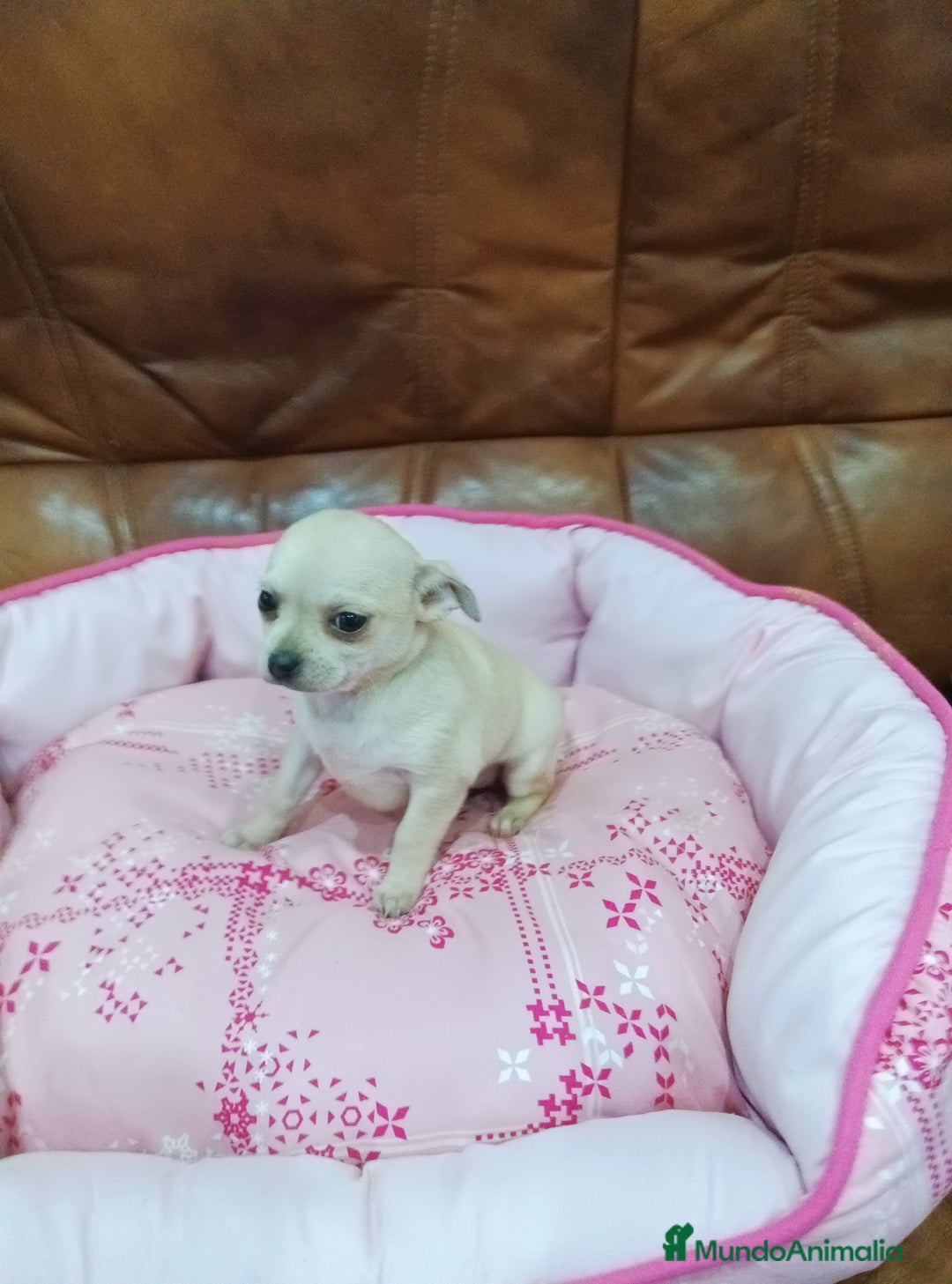 Chihuahua perros en venta: Chihuahua toy - Anuncio 5