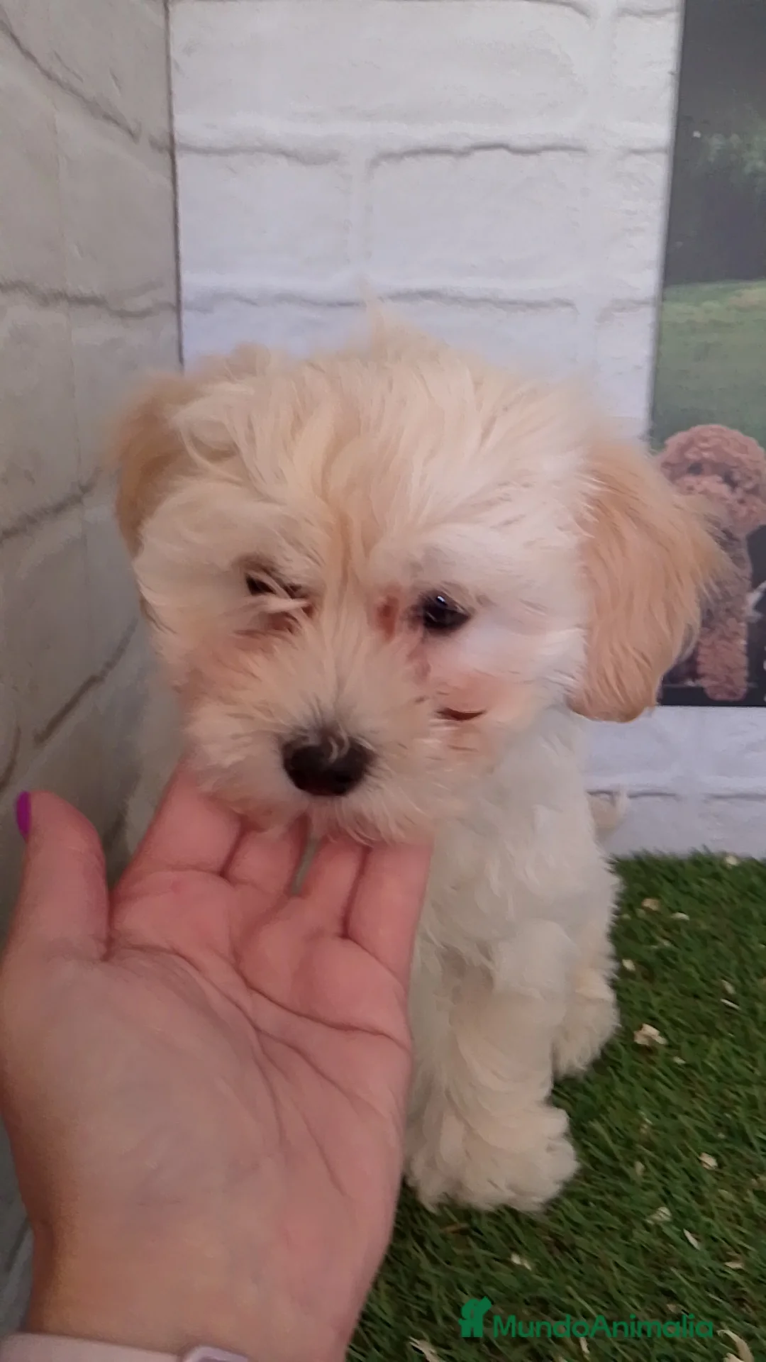 Maltipoo perros en venta: Maltipoo  - Anuncio 1