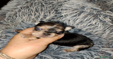 Chihuahua perros - Propaganda 3
