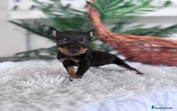Pinscher Miniatura perros en venta: MINI PINSCHER MUNIATURA - Anuncio 23