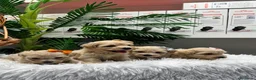 Maltipoo perros en venta: MALTIPOO 💙- LISTOS PARA ENTREGAR  - Anuncio 7