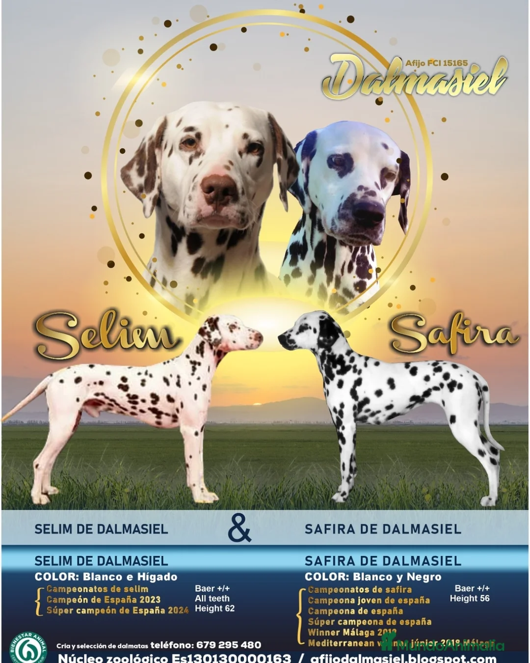 Dálmata perros en venta: Cachorros de dalmatas  - Anuncio 11