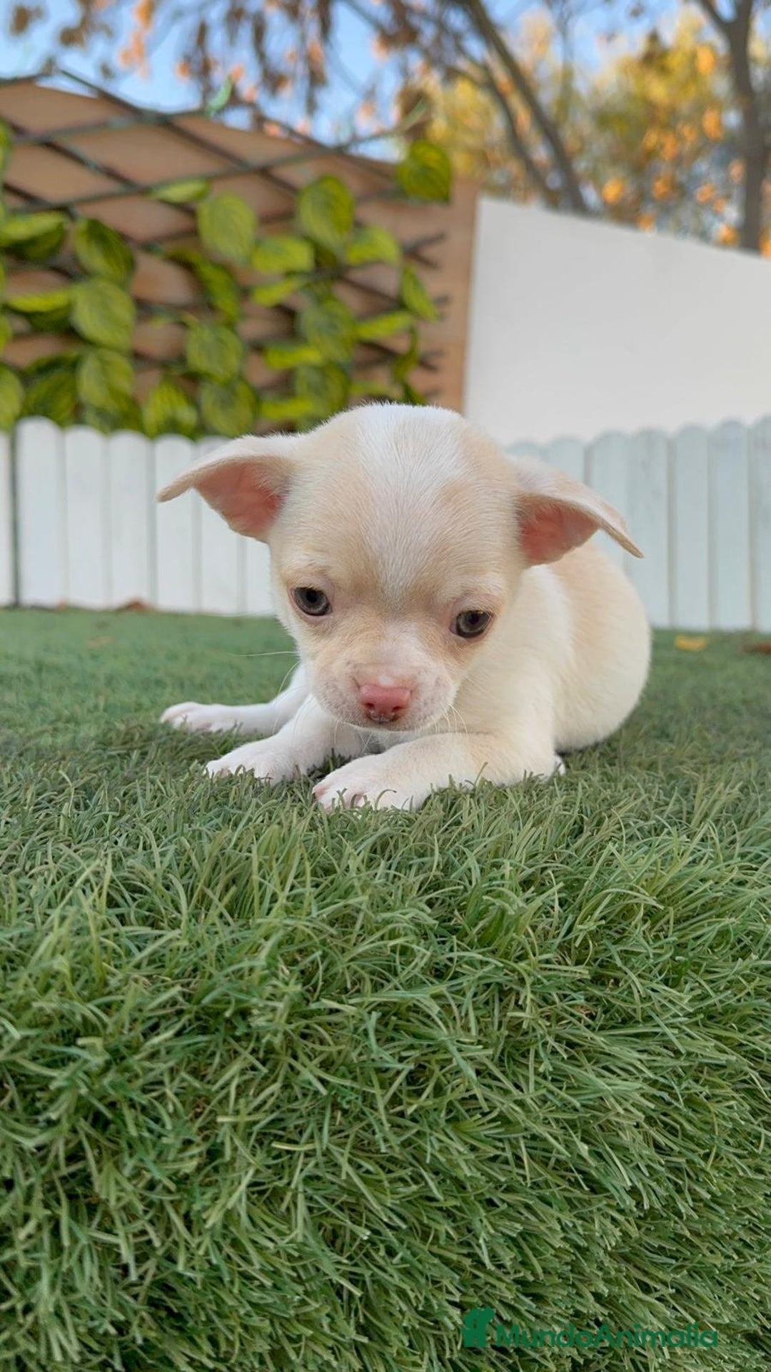 Chihuahua perros en venta: CHIHUAHUA MACHO - Anuncio 9