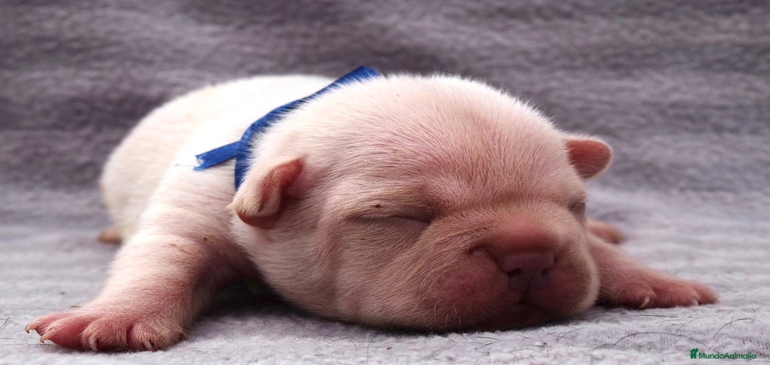 Imagen de galería {{count}}