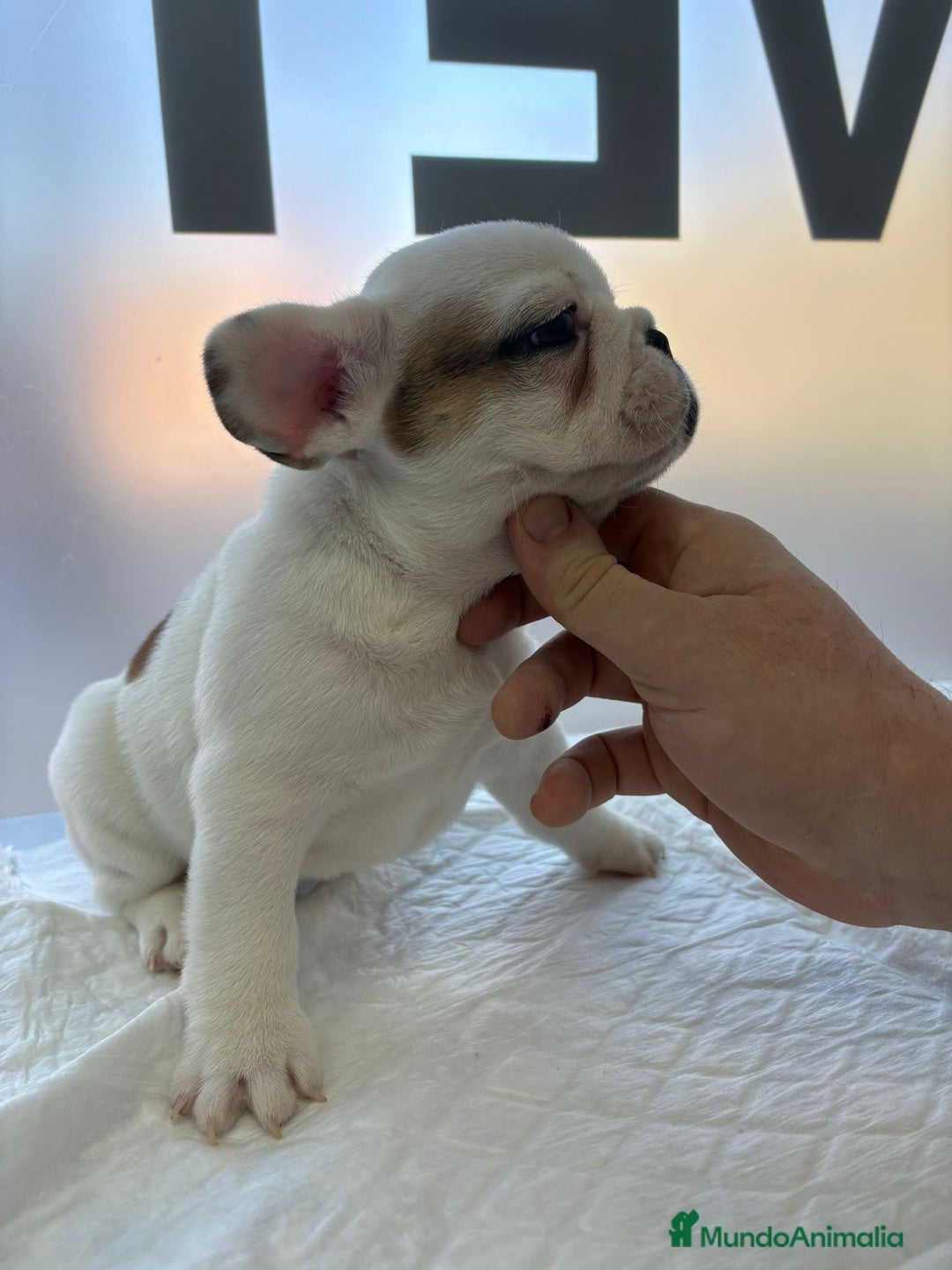 Bulldog Francés perros en venta: Bulldog francés  - Anuncio 7