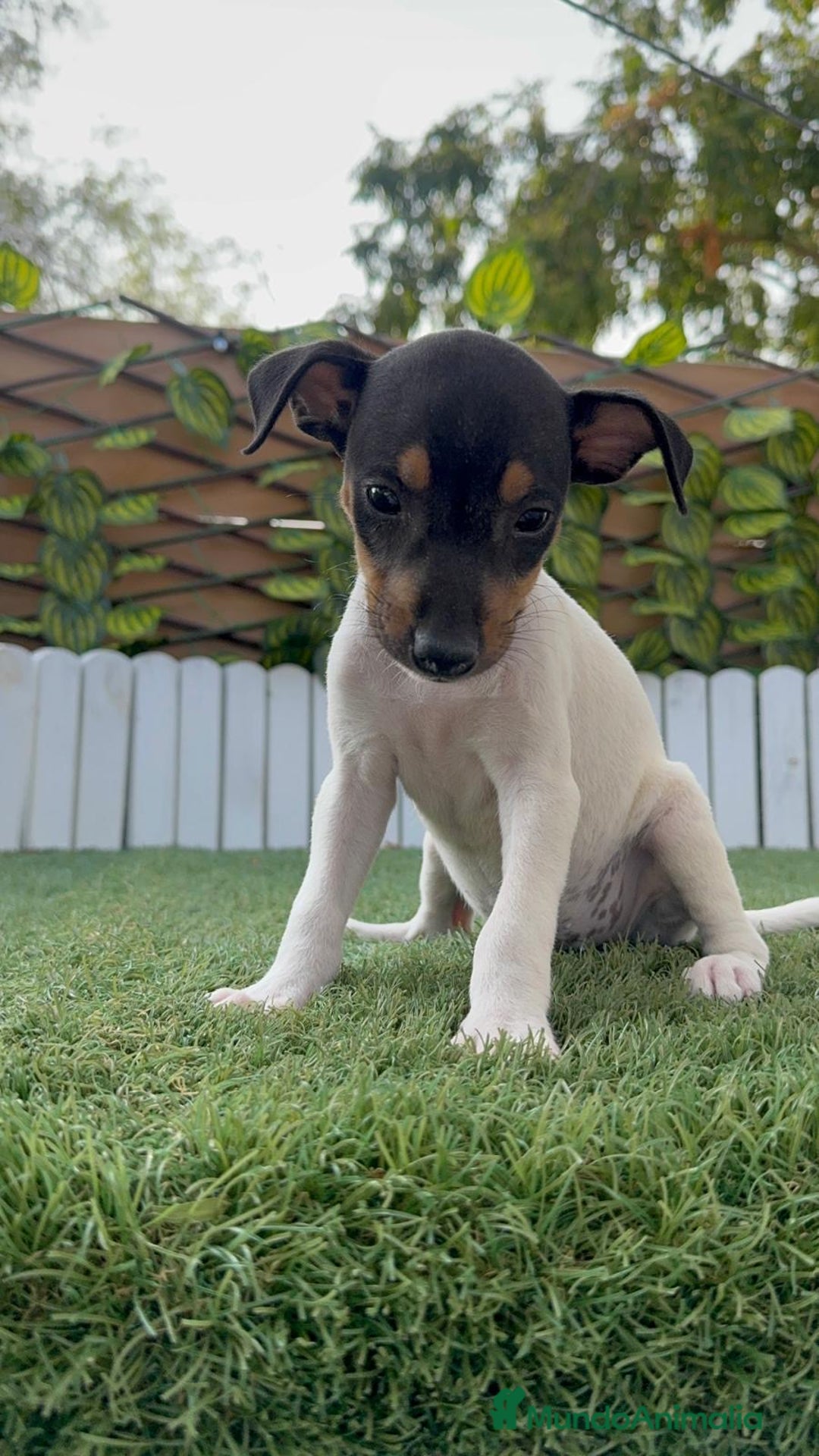 Ratonero Bodeguero Andaluz perros en venta: BODEGUERO ANDALUZ - Imagen 12