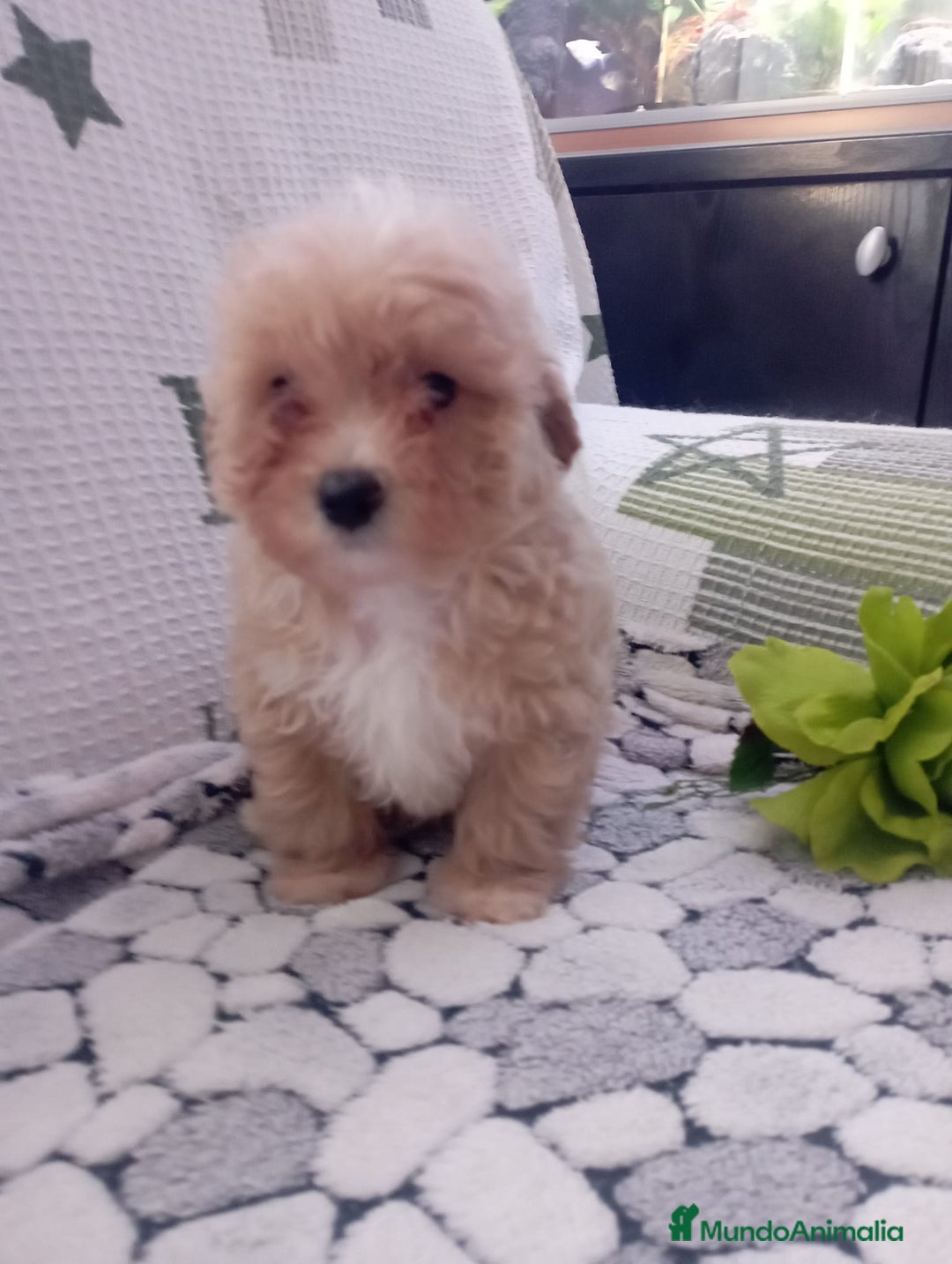 Maltipoo perros en venta: Maltipoo - Anuncio 6