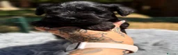 Schnauzer Miniatura perros en venta: SCHNAUZER MINIATURA NEGRO - Anuncio 3