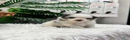 Pomerania perros en venta: POMERANIA - Anuncio 5