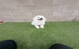 Raza Mixta perros en venta: Maltipom machos - Imagen 4