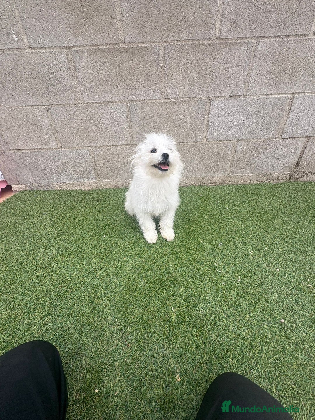 Raza Mixta perros en venta: Maltipom machos - Imagen 4