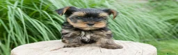 Yorkshire Terrier perros en venta: CACHORRO YORKSHIRE - MACHO - Anuncio 1