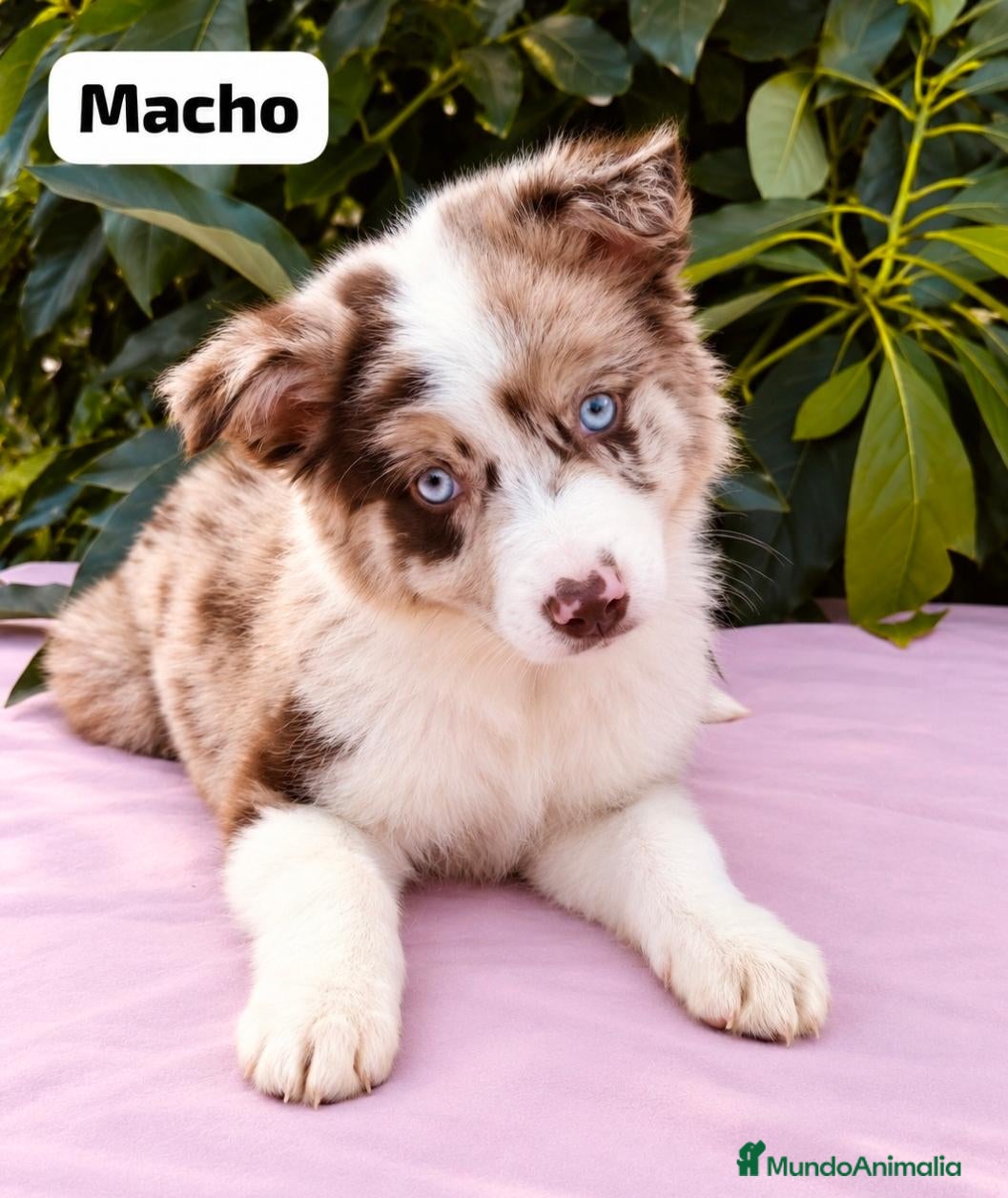 Border Collie perros Border collie  - Anuncio 1