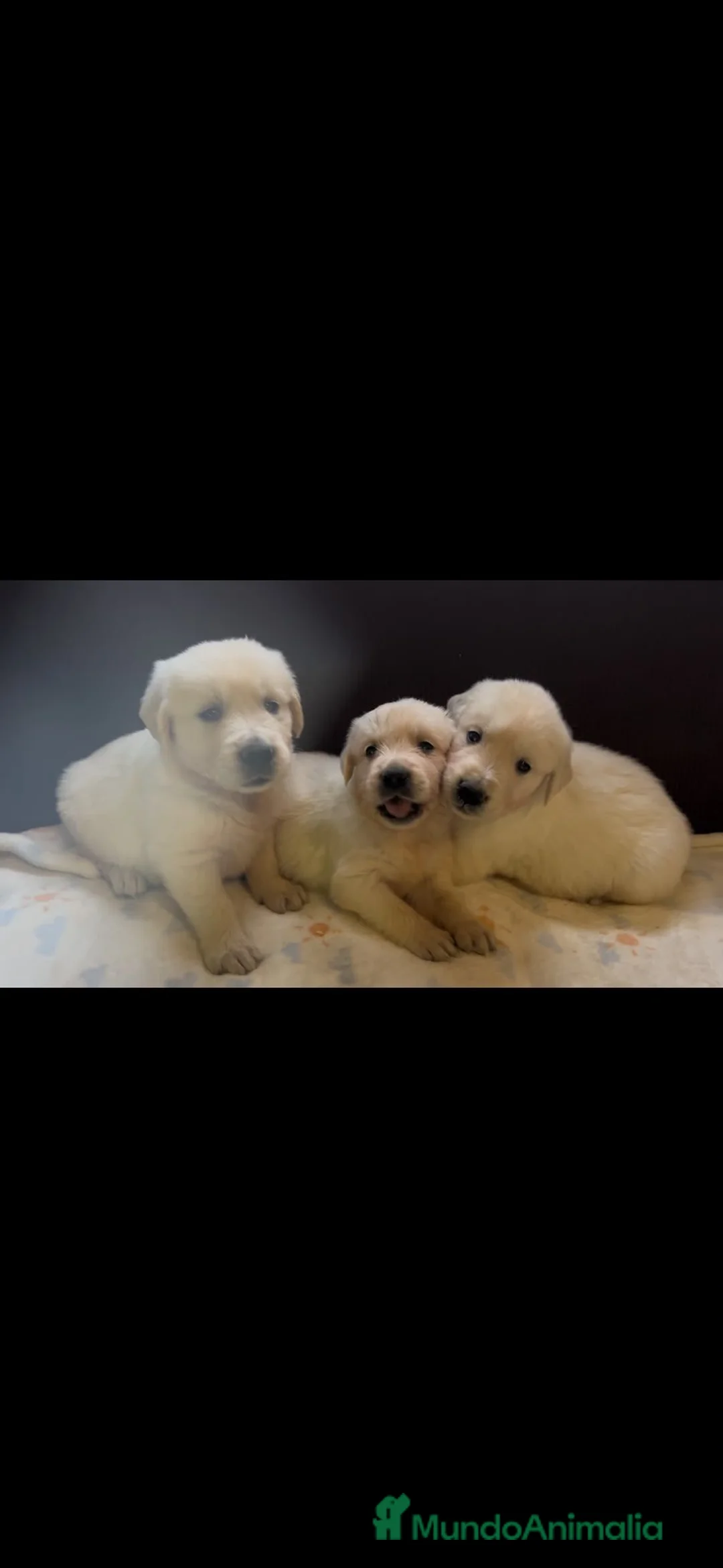 Golden Retriever perros en venta: GOLDEN RETRIEVER HEMBRAS EXCLUSIVAS  - Anuncio 4