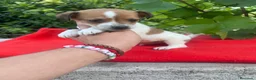 Raza Mixta perros en venta: PRECIOSOS EJEMPLARES (leer bien anuncio) - Anuncio 2