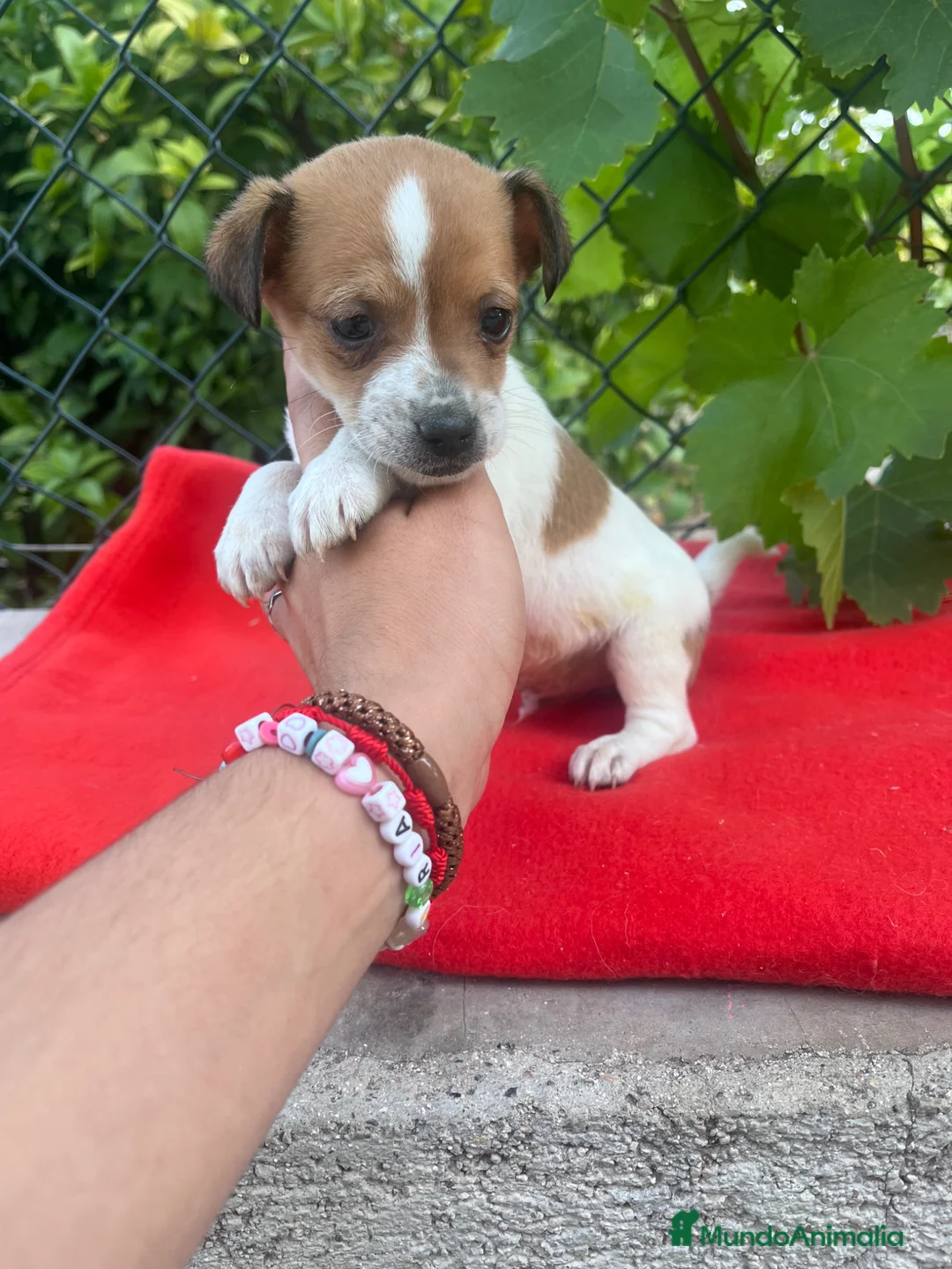 Raza Mixta perros en venta: PRECIOSOS EJEMPLARES (leer bien anuncio) - Anuncio 2