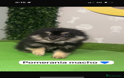 Pomerania perros en venta: Pomerania macho - Imagen 1