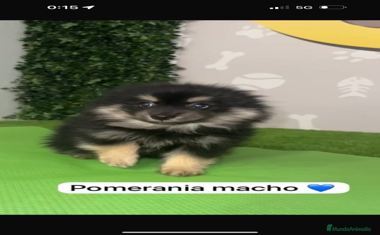 Pomerania perros en venta - Propaganda 1