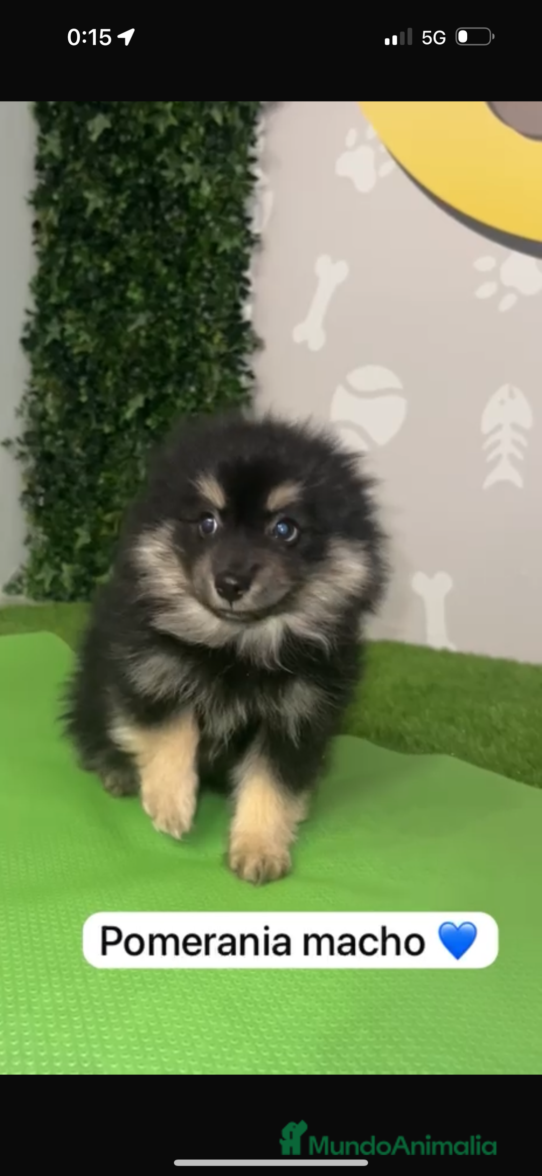 Pomerania perros en venta: Pomerania macho - Imagen 1