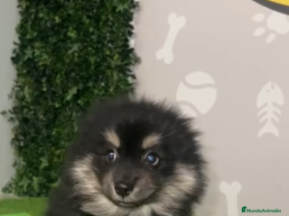 Pomerania perros Pomerania macho - Anuncio 3