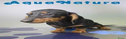 Teckel perros en venta: Teckel Hembra de Kily y Luisiño 8164 AQUANATURA - Anuncio 2