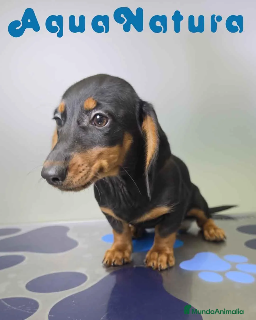 Teckel perros en venta: Teckel Hembra de Kily y Luisiño 8164 AQUANATURA - Anuncio 2